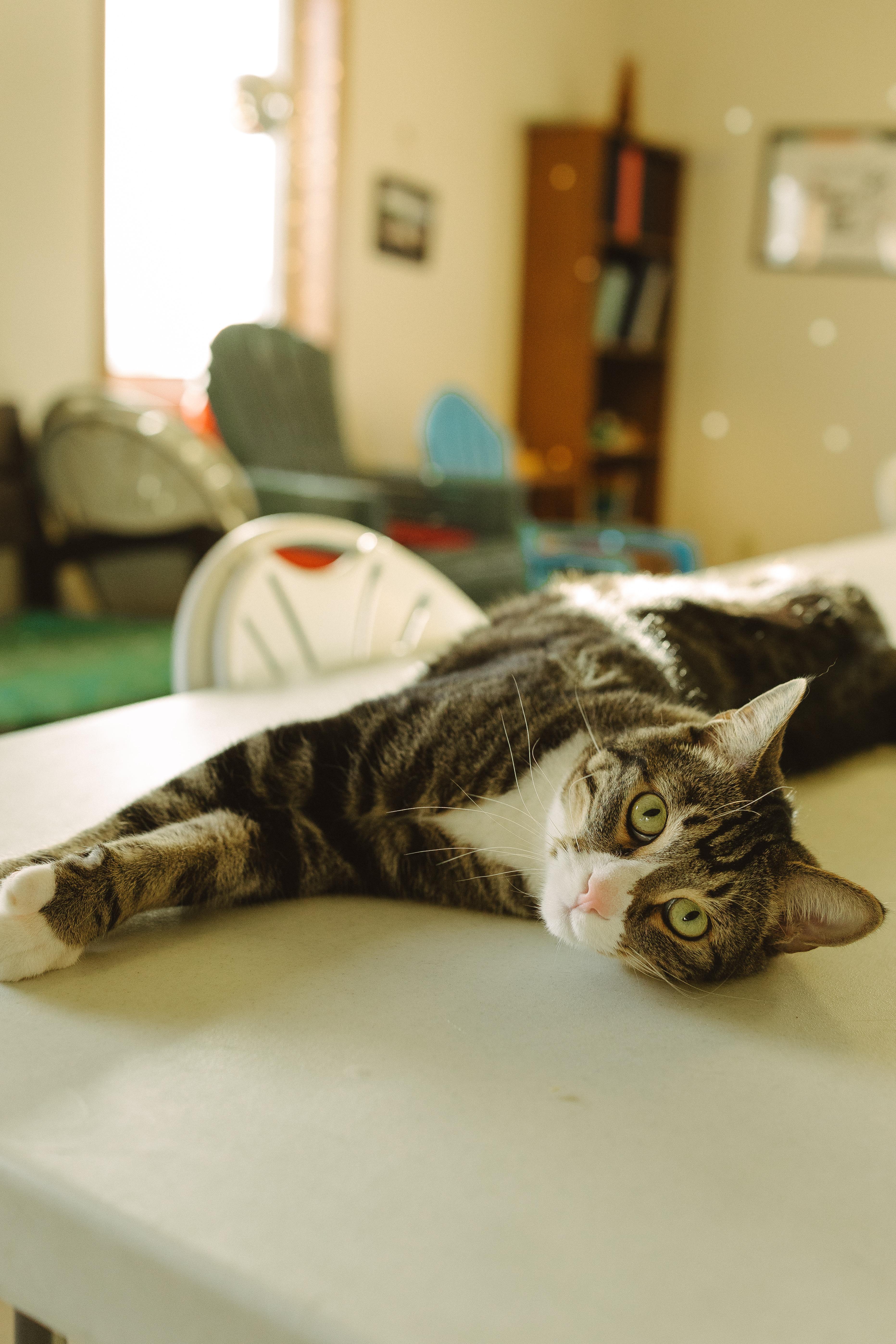 Enlarge Rue, a Adoptable mixed breed in Wahpeton, ND image 5/5