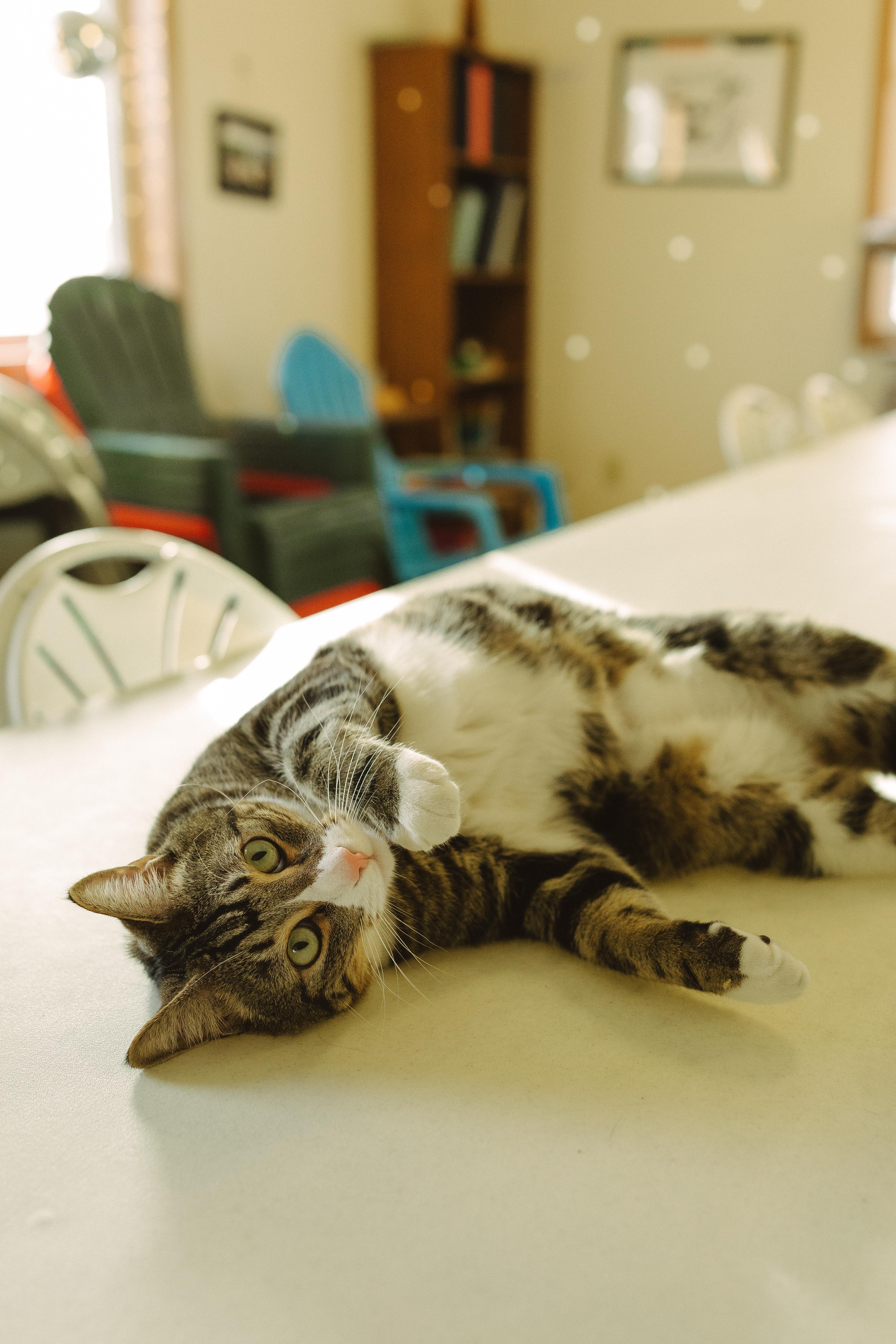 Enlarge Rue, a Adoptable mixed breed in Wahpeton, ND image 4/5