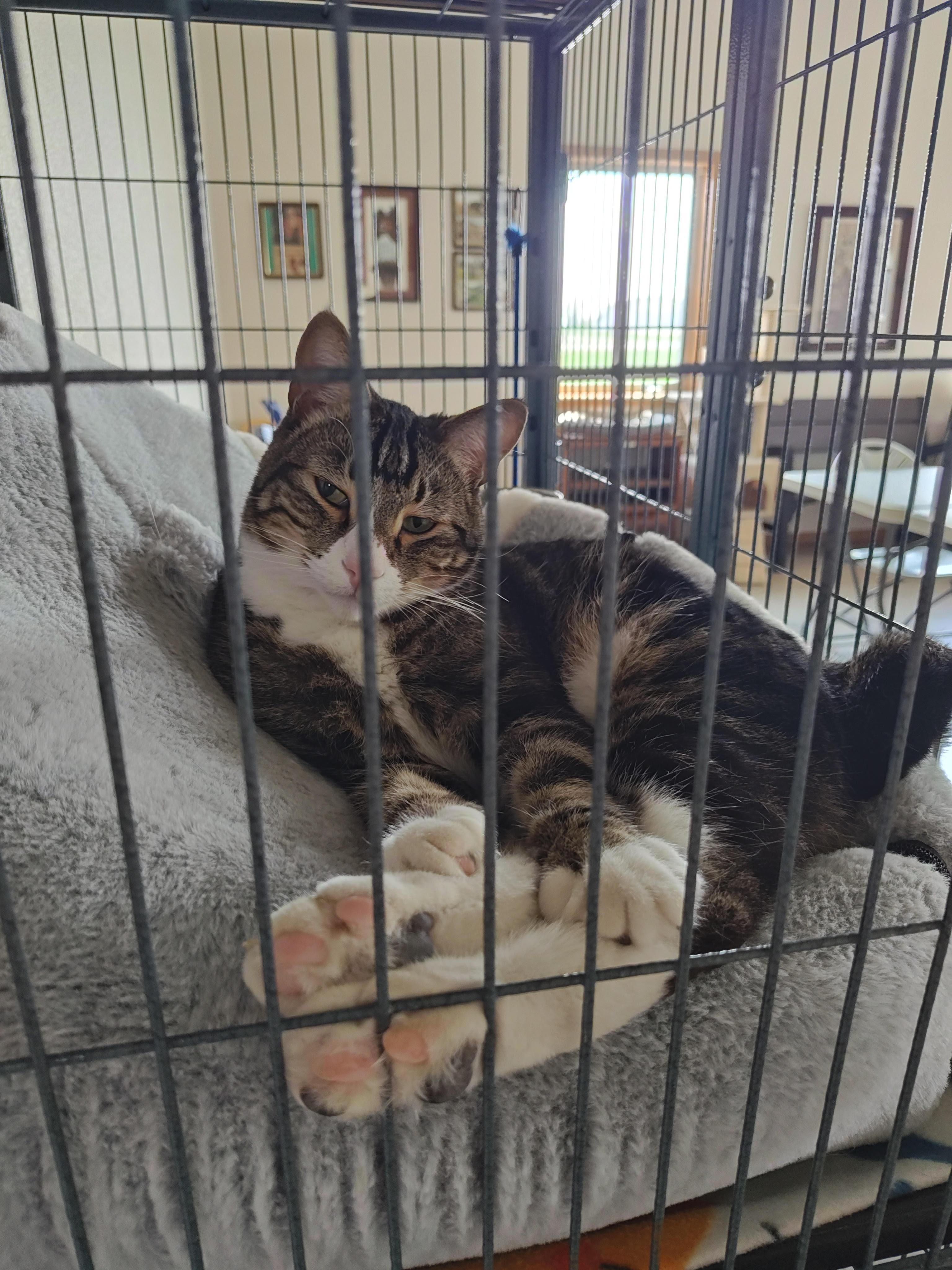 Enlarge Rue, a Adoptable mixed breed in Wahpeton, ND image 6/6