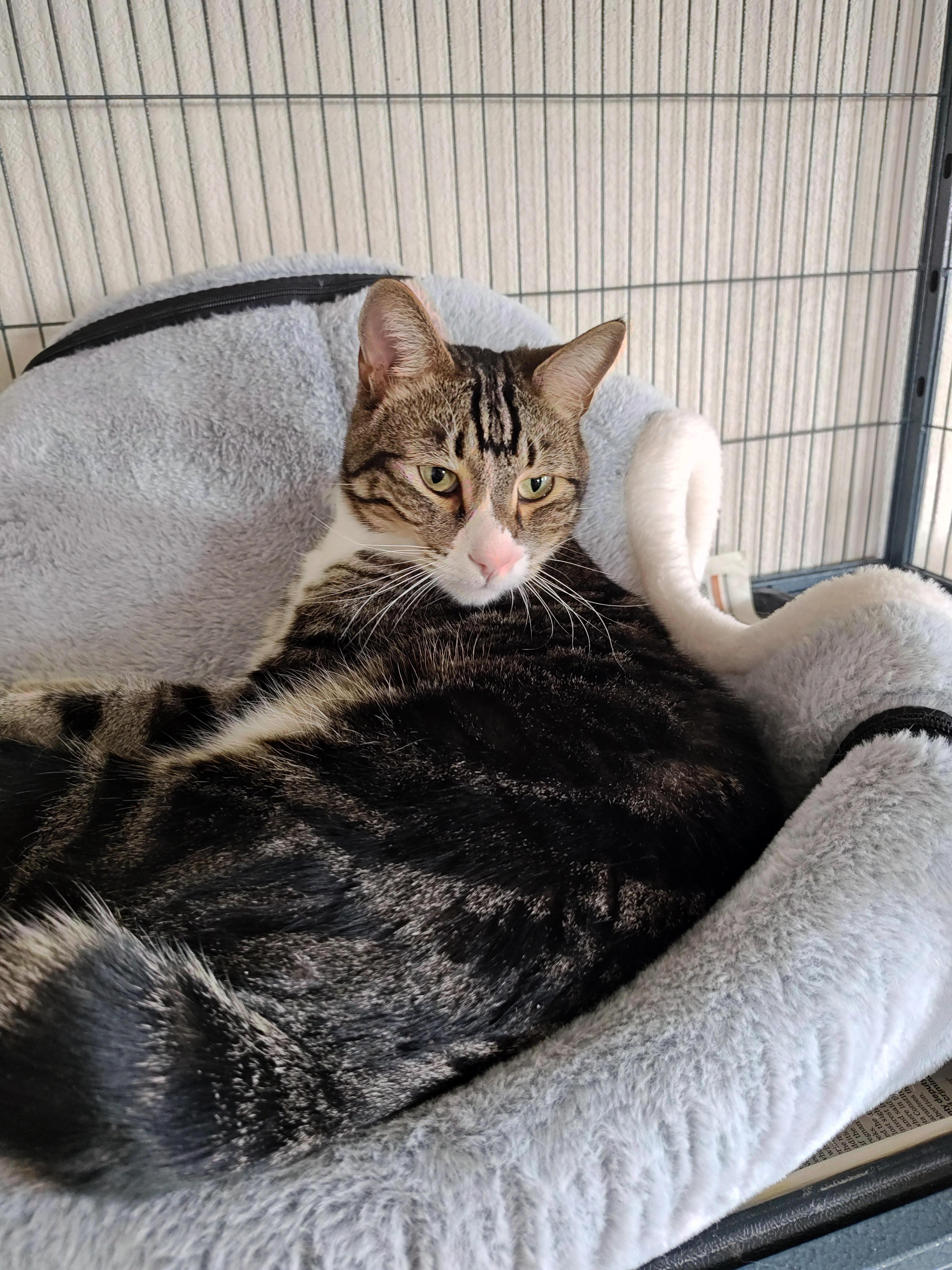 Enlarge Rue, a Adoptable mixed breed in Wahpeton, ND image 5/6