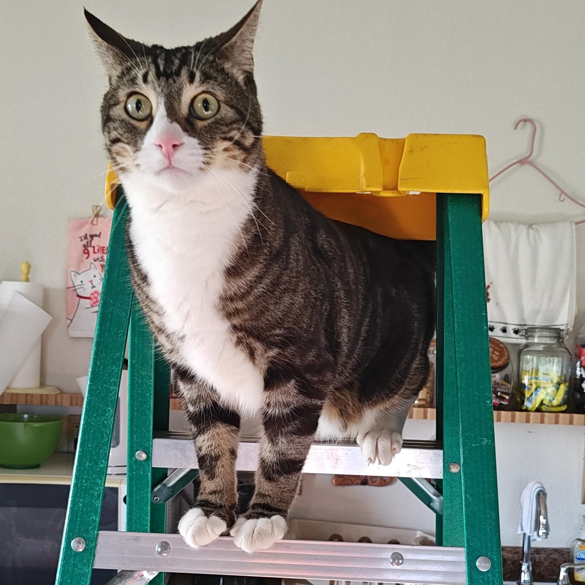 Enlarge Rue, a Adoptable mixed breed in Wahpeton, ND image 4/6