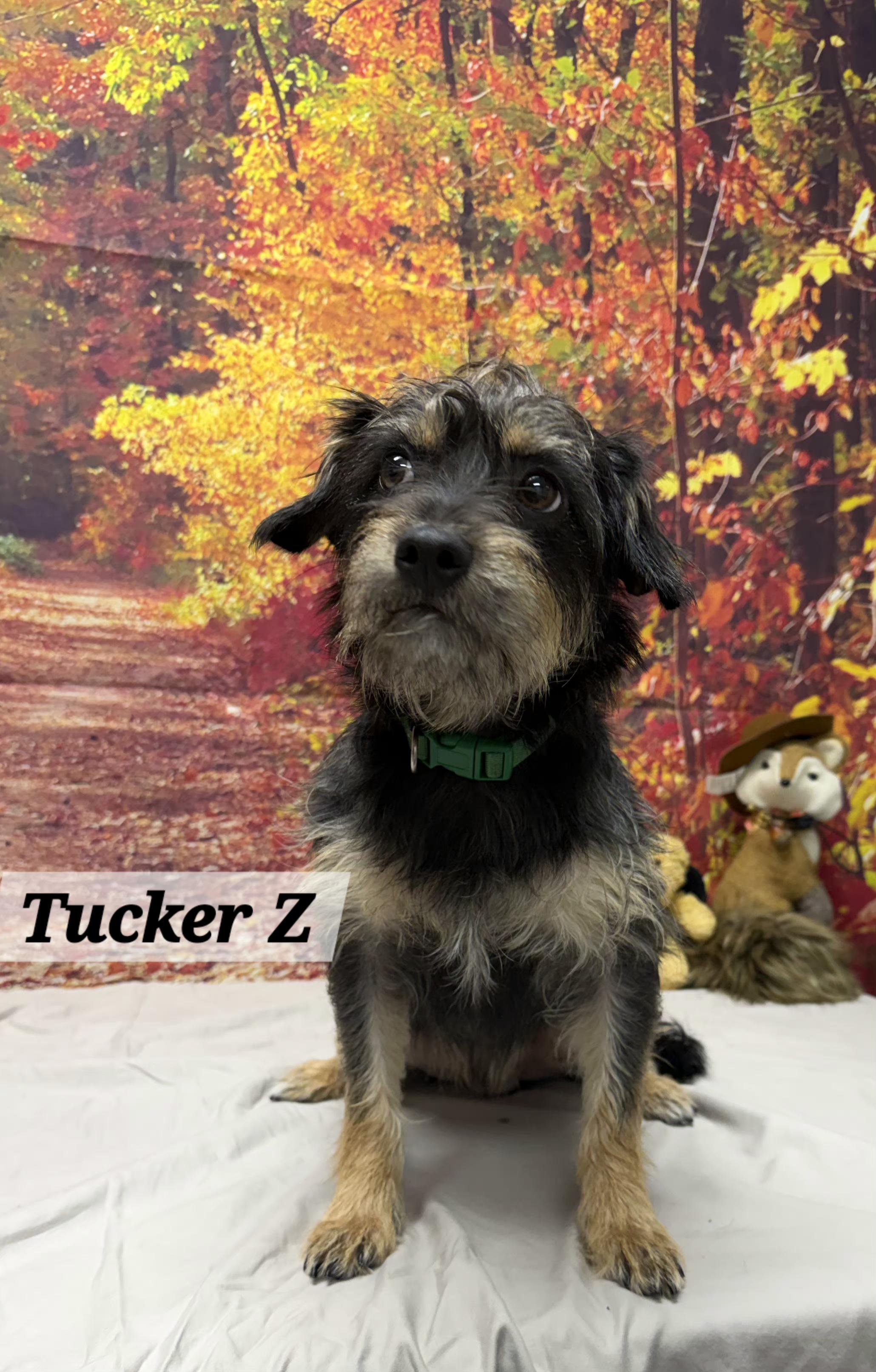Enlarge Tucker Z, a Adoptable mixed breed in Urbana, OH image 1/1