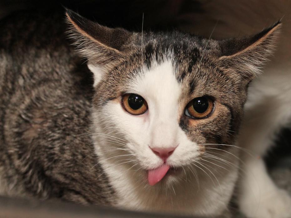 BUTTERFLY, Adoptable, Young Male Domestic Short Hair.