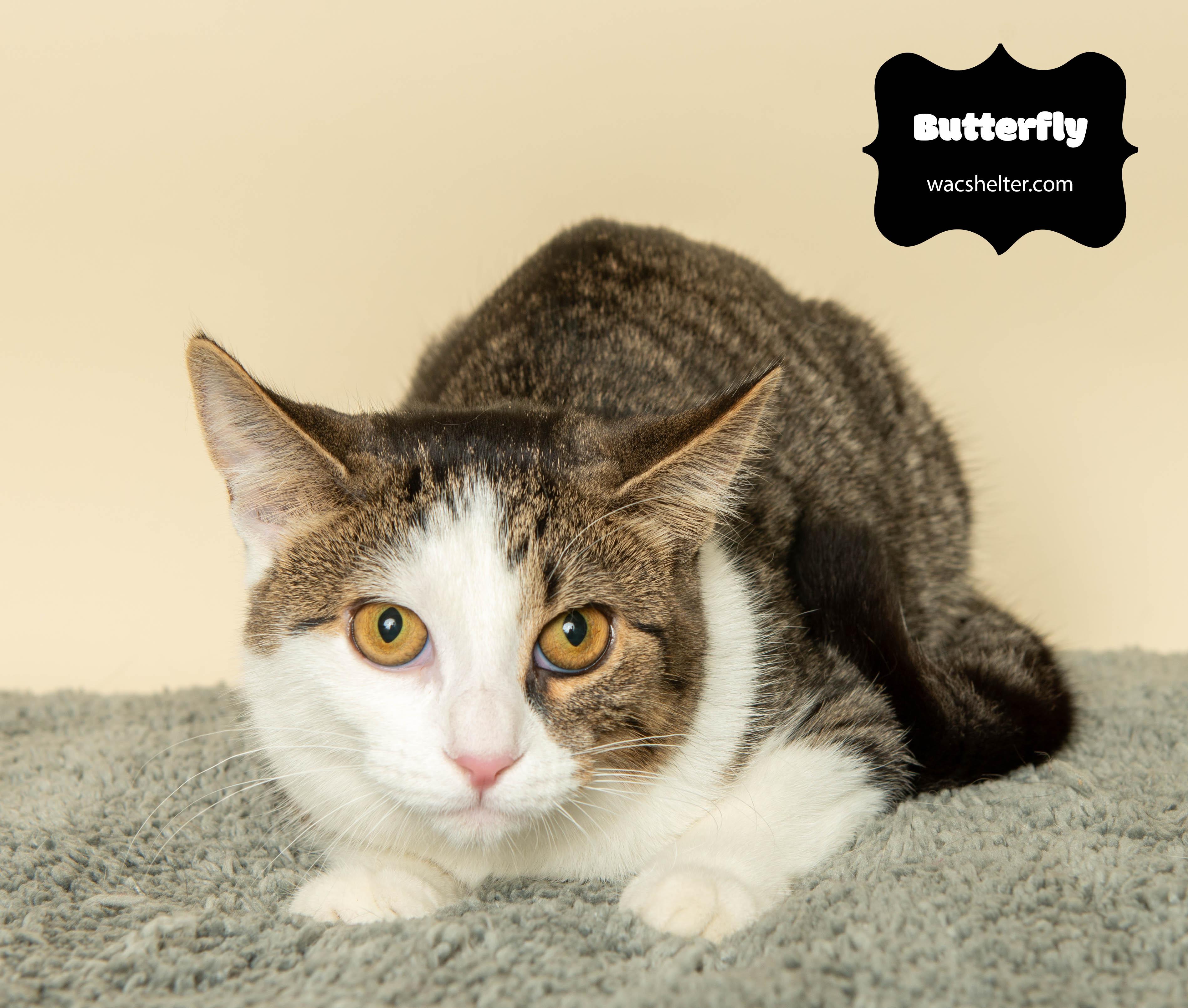 Enlarge BUTTERFLY, a Adoptable Domestic Short Hair in Huntly, IL image 2/3