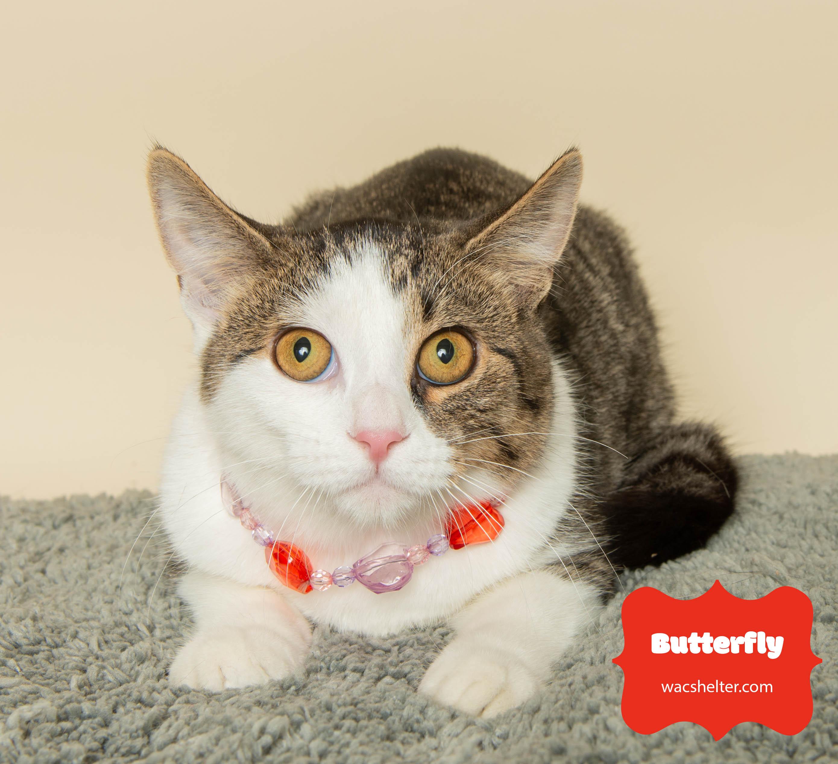 BUTTERFLY, Adoptable, Young Male Domestic Short Hair.