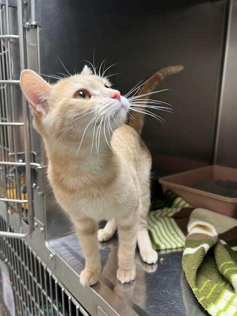 MARSHMELLOW, an adoptable Tabby in Ironwood, MI, 49938 | Photo Image 2