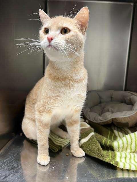 MARSHMELLOW, an adoptable Tabby in Ironwood, MI, 49938 | Photo Image 1
