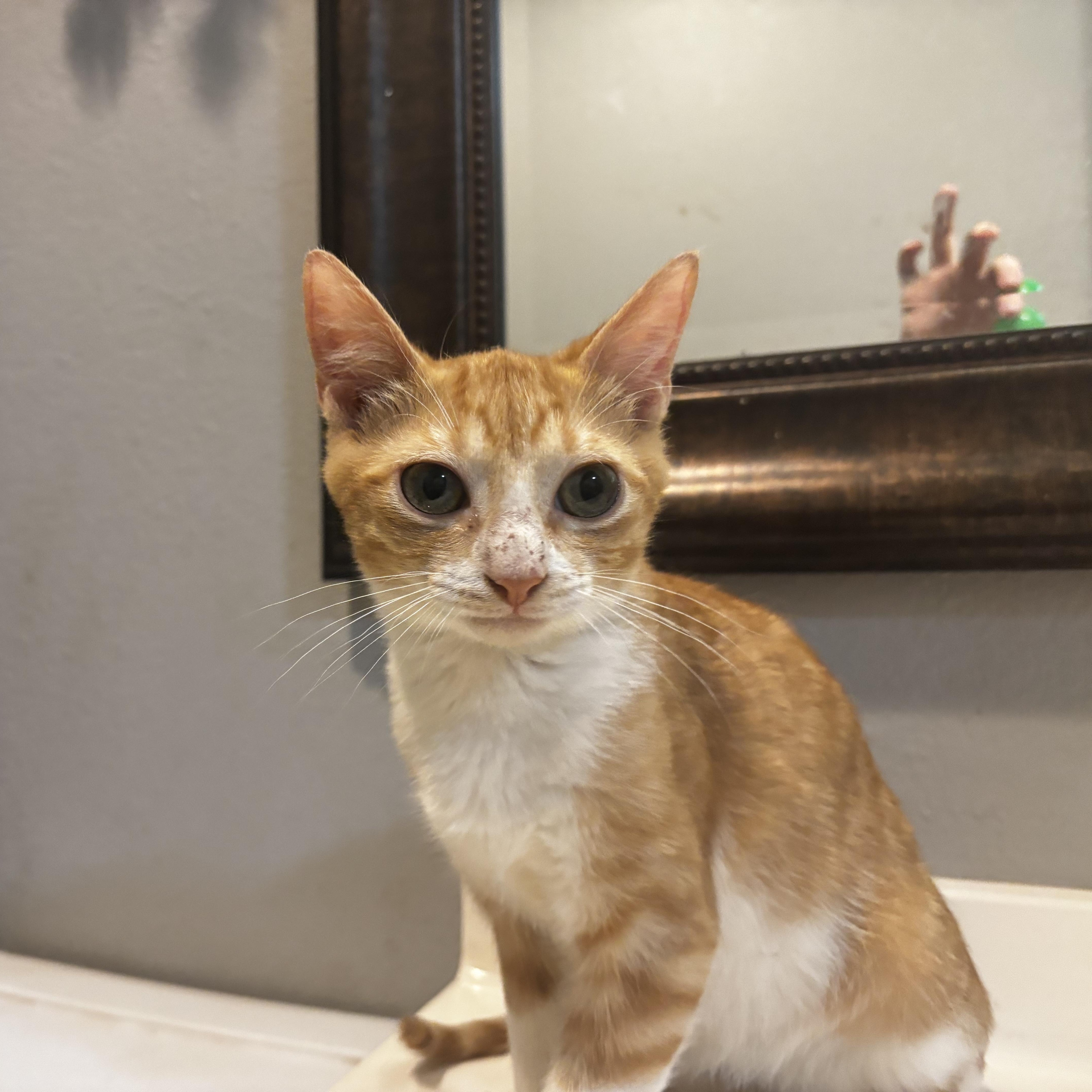 Enlarge Kirk, a Adoptable Domestic Short Hair in Mansfield, TX image 1/2