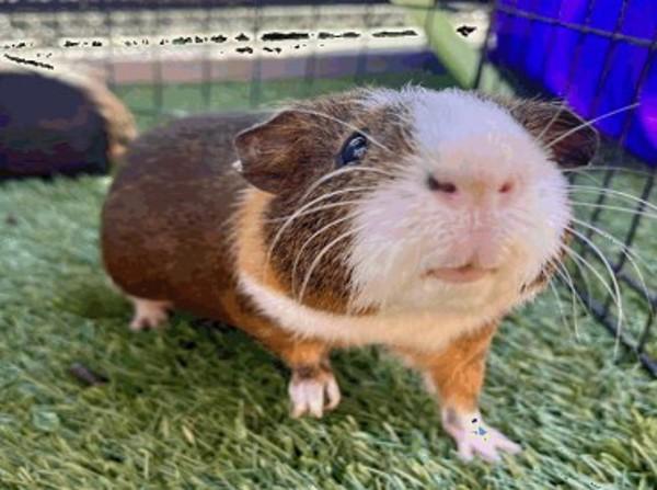 Chuckie, Adoptable, Adult Male Guinea Pig.