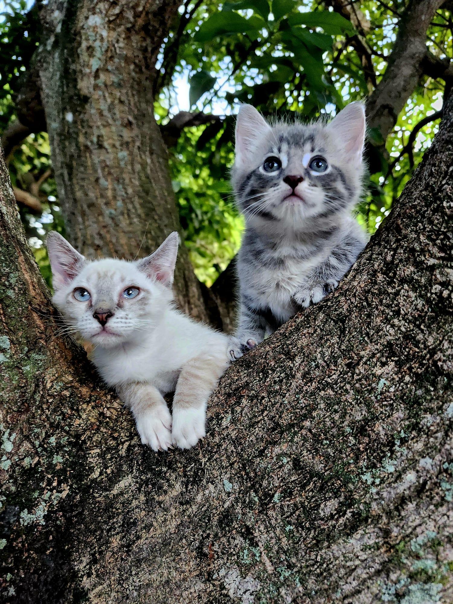Amal and Noor, Baby Male Domestic Short Hair