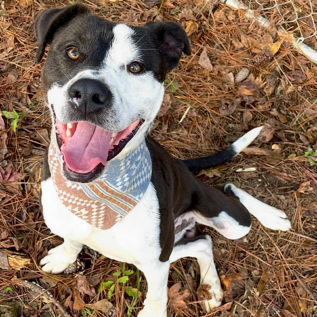 Angus, Adoptable, Adult Male Pit Bull Terrier.