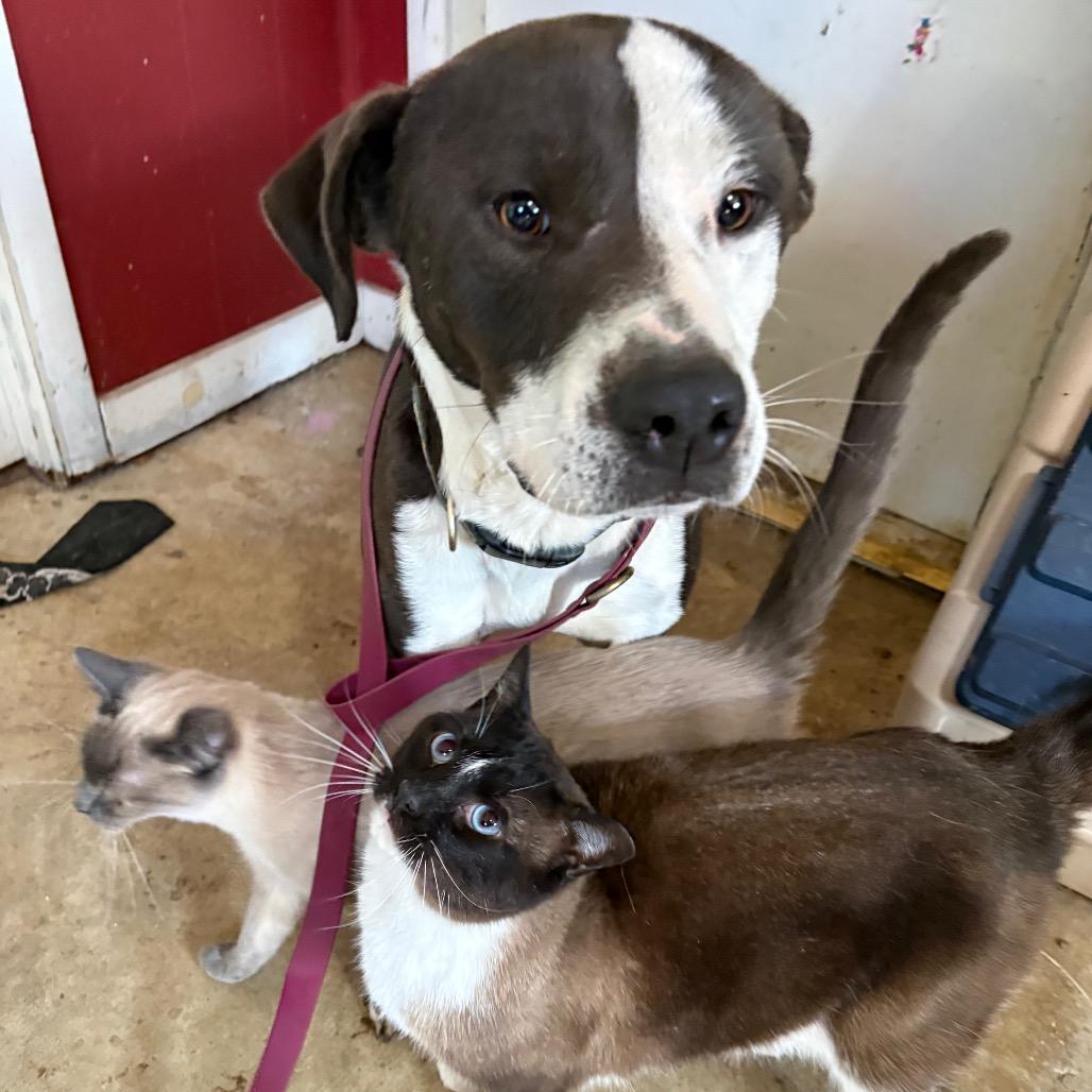 Enlarge Angus, a Adoptable Pit Bull Terrier in Parrish, AL image 2/6