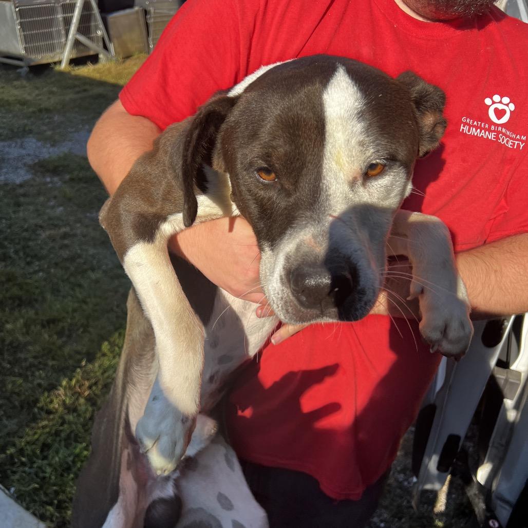 Angus, Adoptable, Adult Male Pit Bull Terrier.