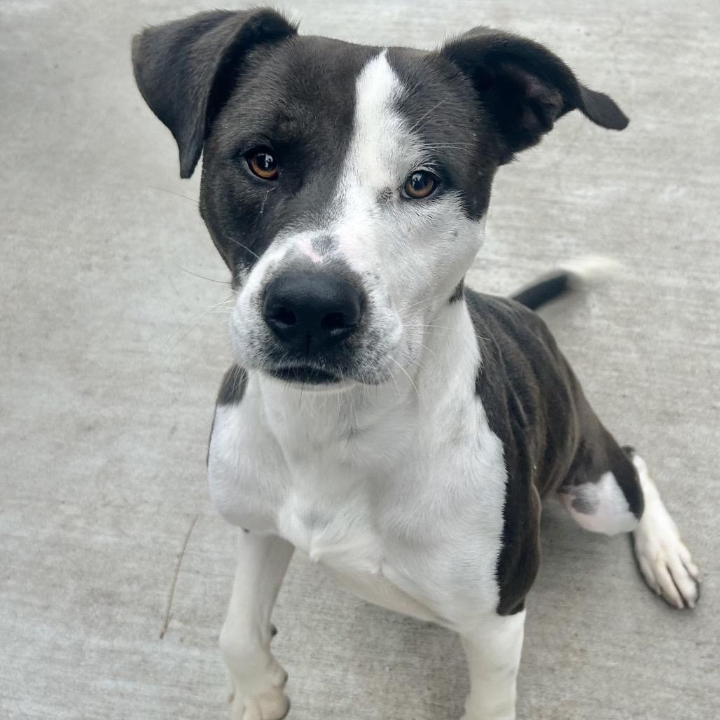 Enlarge Angus, a Adoptable Pit Bull Terrier in Parrish, AL image 6/6