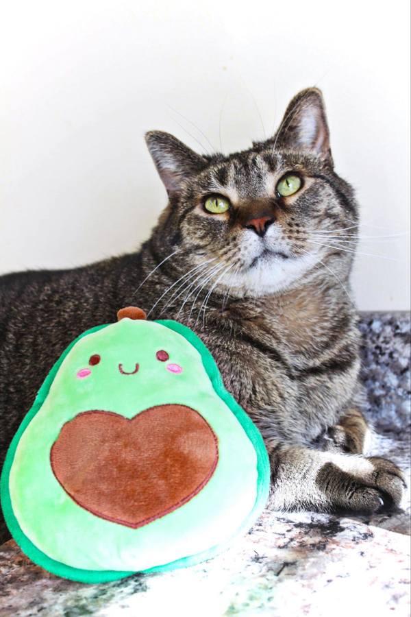 Bingo, Adoptable, Adult Male Domestic Short Hair.