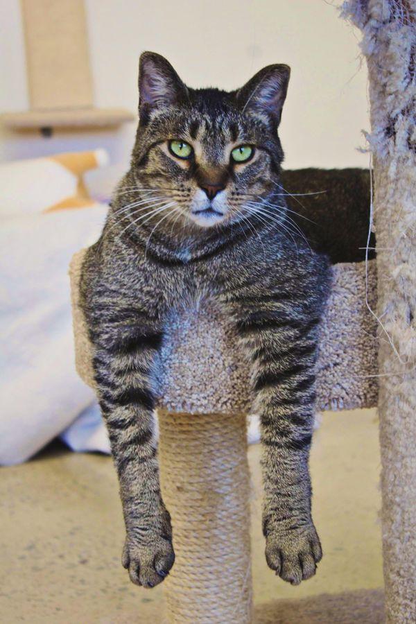 Bingo, a Adoptable mixed breed in Indiana, PA image 2/6