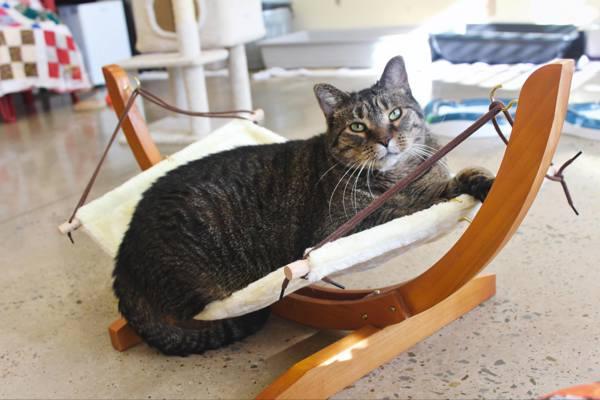 Bingo, a Adoptable mixed breed in Indiana, PA image 3/6