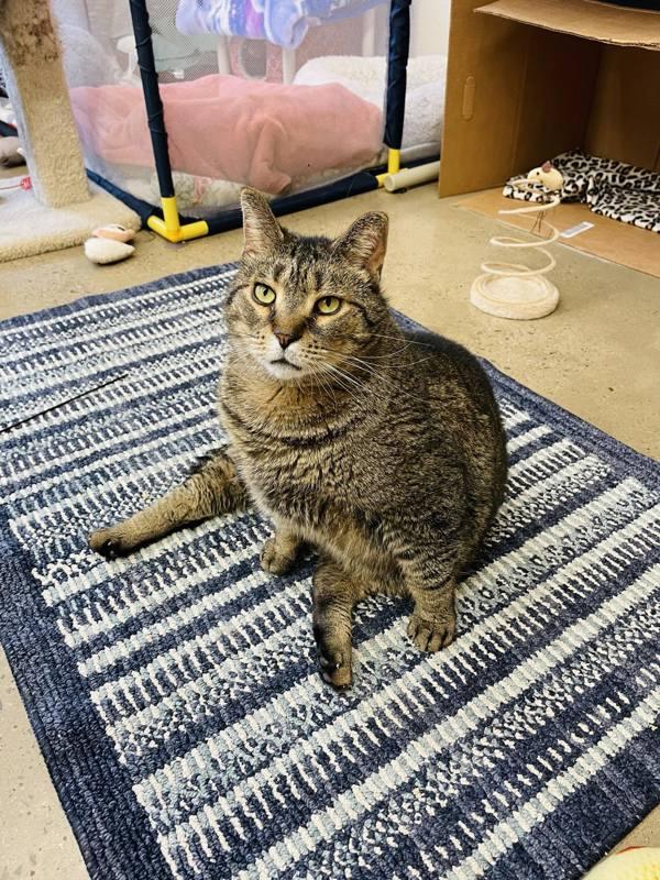 Bingo, a Adoptable mixed breed in Indiana, PA image 4/6