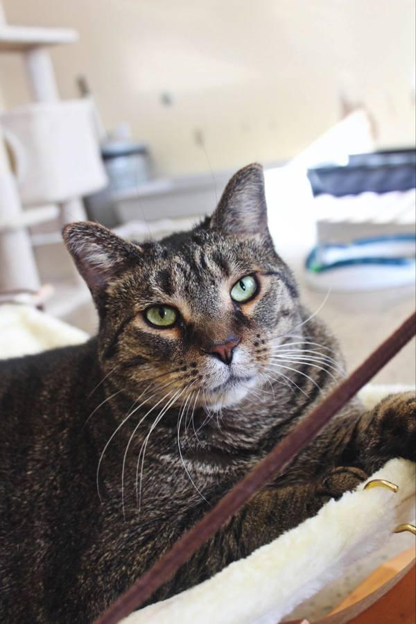 Bingo, a Adoptable mixed breed in Indiana, PA image 5/6