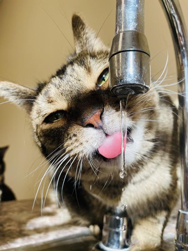 Bingo, a Adoptable mixed breed in Indiana, PA image 6/6