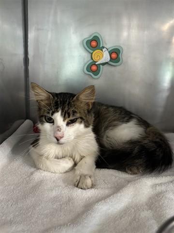 SIZZLE, Adoptable, Young Male Domestic Long Hair.