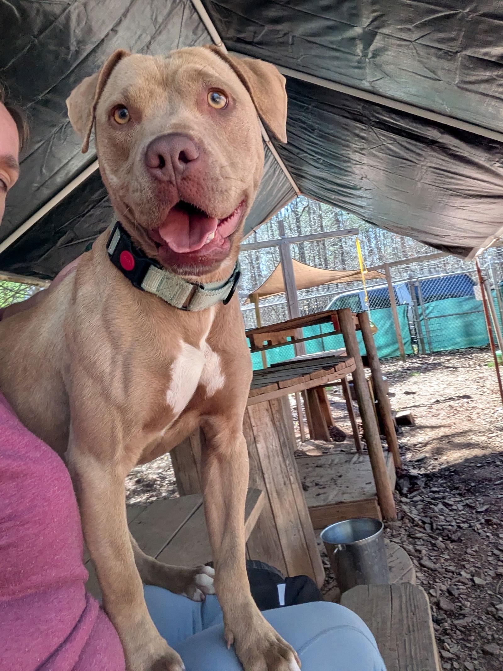 Honey, Adoptable, Young Female Mixed Breed.