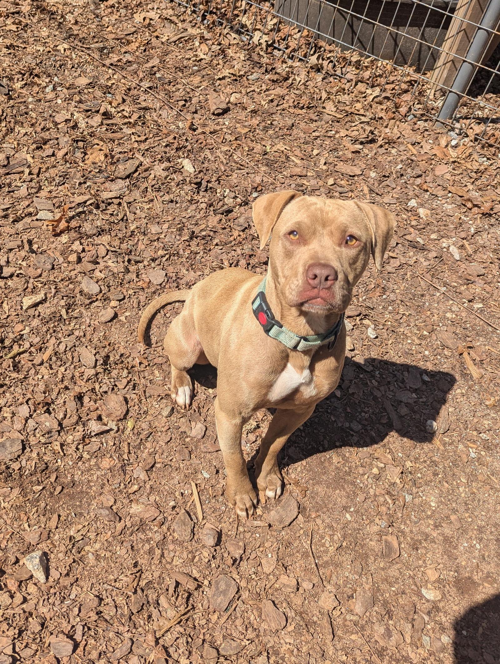 Enlarge Honey, a Adoptable Mixed Breed in Mc Cormick, SC image 2/3