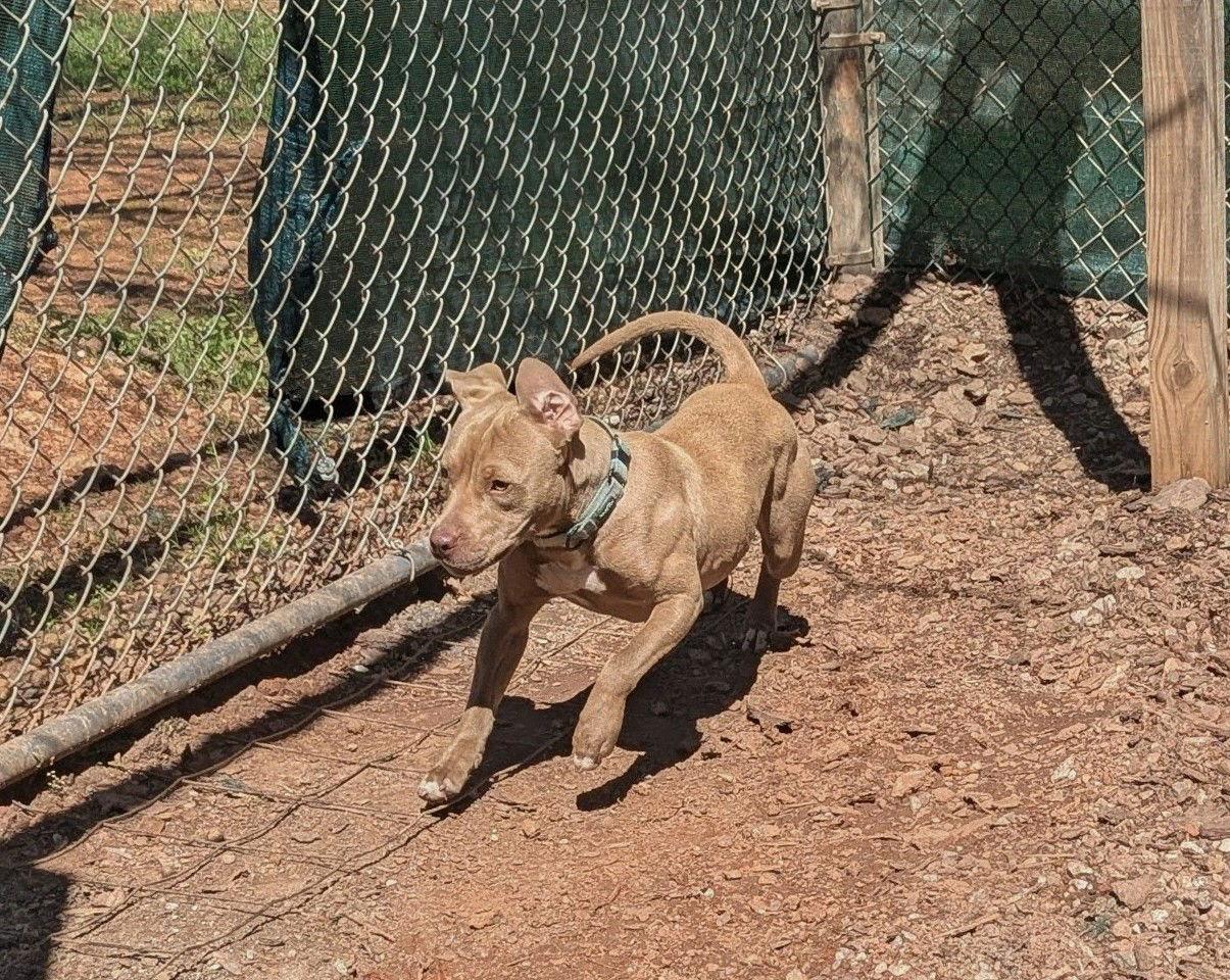 Enlarge Honey, a Adoptable Mixed Breed in Mc Cormick, SC image 3/3