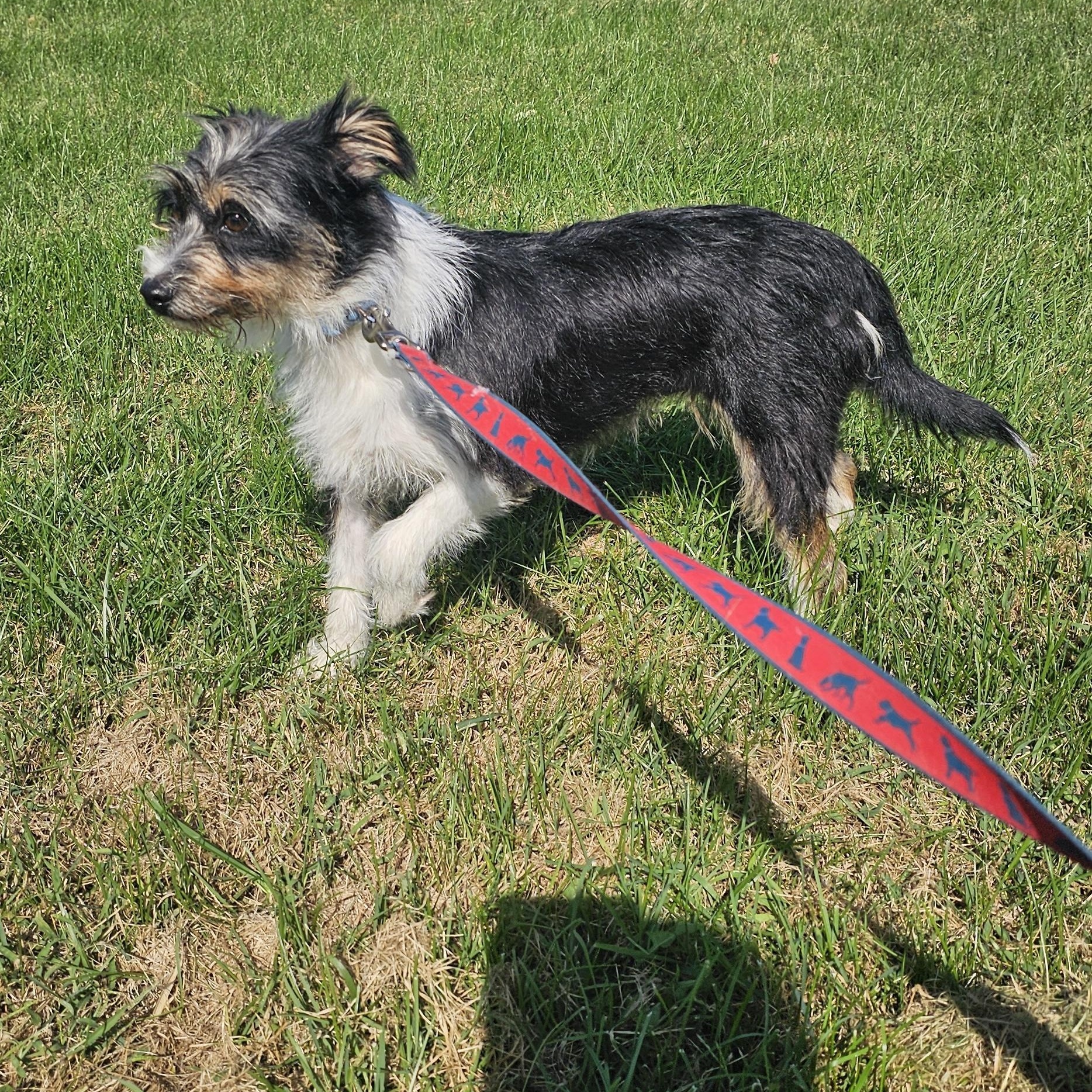 Enlarge Lady, a Adoptable mixed breed in Columbia, MO image 1/3
