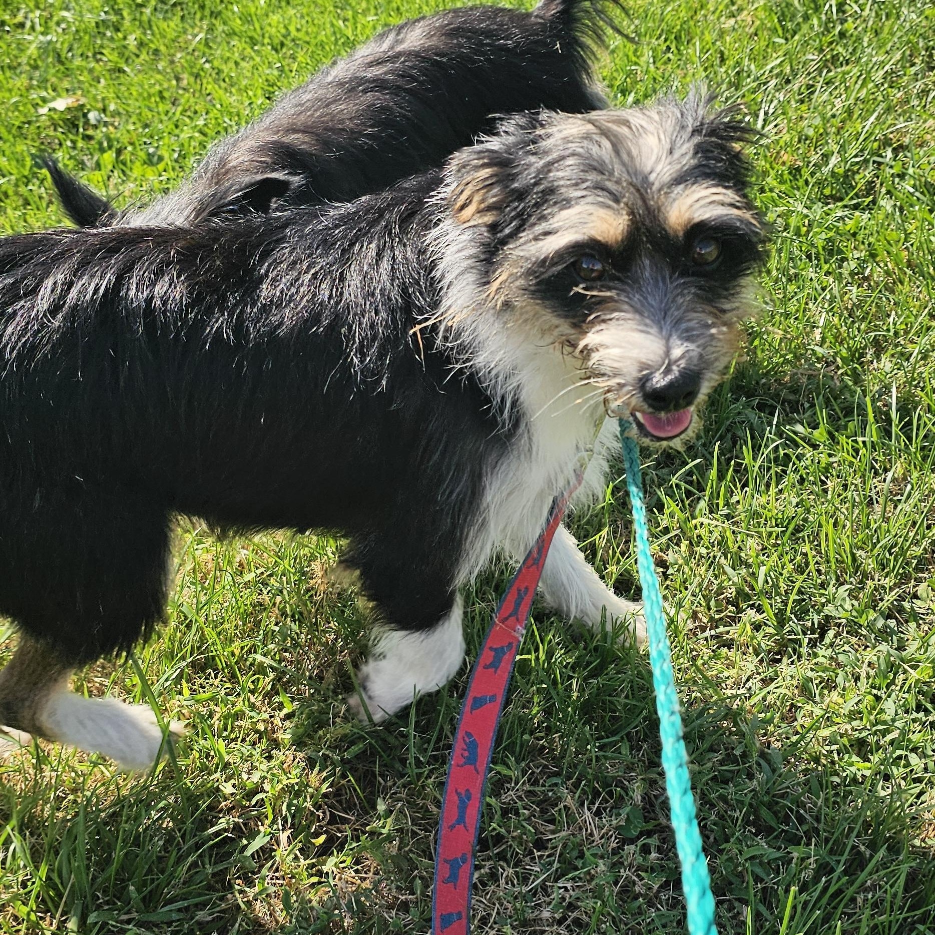 Enlarge Lady, a Adoptable mixed breed in Columbia, MO image 3/3