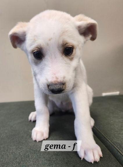 Gema CA, Adoptable, Puppy Female Shepherd.