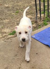 Enlarge Gema CA, a Adoptable Shepherd in Hillside, IL image 2/3