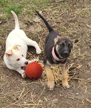 Enlarge Gema CA, a Adoptable Shepherd in Hillside, IL image 3/3