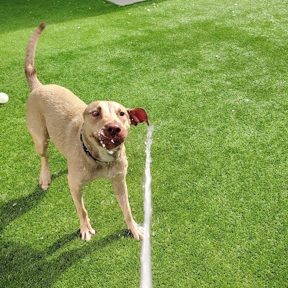 Enlarge Earthworm Jim, a Adoptable Mixed Breed in Oak Park, IL image 1/6