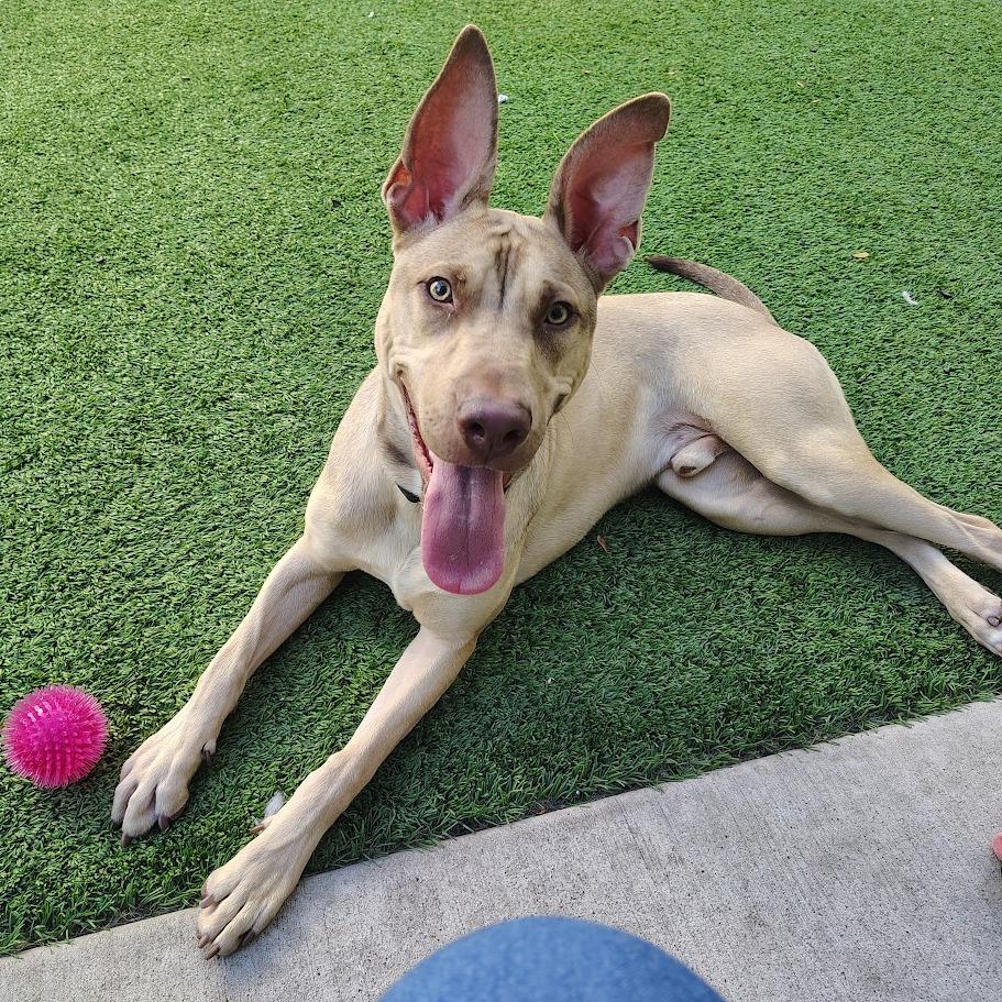 Earthworm Jim, a Adoptable Mixed Breed in Oak Park, IL image 3/6