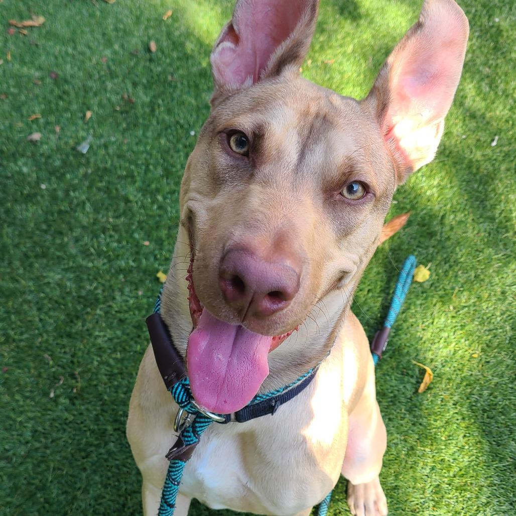 Enlarge Earthworm Jim, a Adoptable Mixed Breed in Oak Park, IL image 3/6