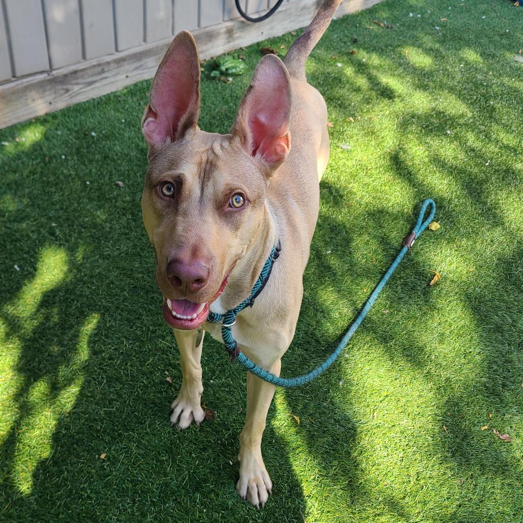 Enlarge Earthworm Jim, a Adoptable Mixed Breed in Oak Park, IL image 5/6