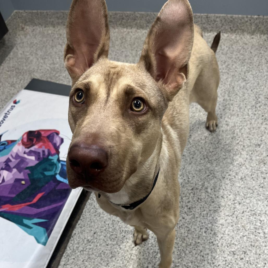 Enlarge Earthworm Jim, a Adoptable Mixed Breed in Oak Park, IL image 6/6