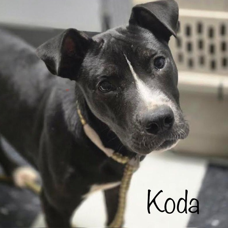 Enlarge Koda, a Adoptable mixed breed in Sweetwater, TN image 1/1