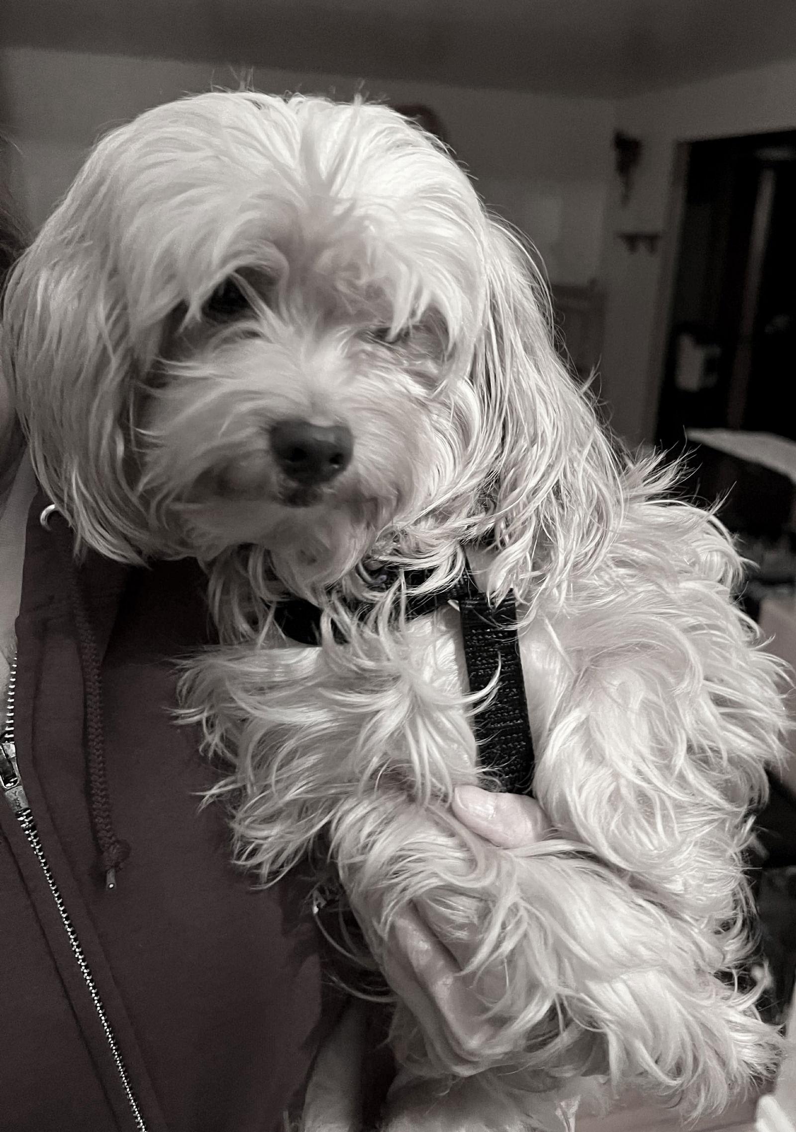 Enlarge Sassy, a Adoptable Maltese in Blackwood, NJ image 1/3