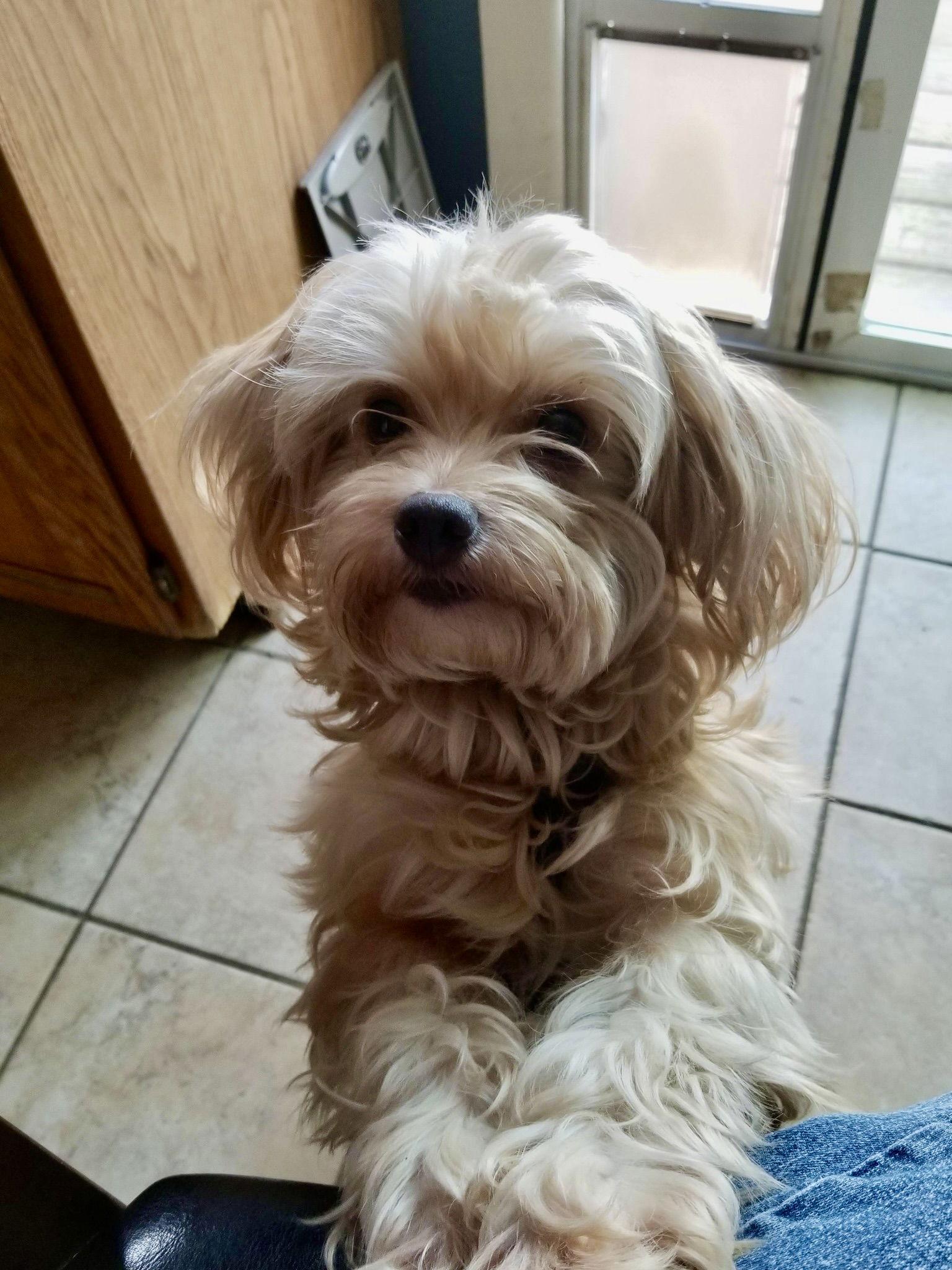 Enlarge Sassy, a Adoptable Maltese in Blackwood, NJ image 3/3