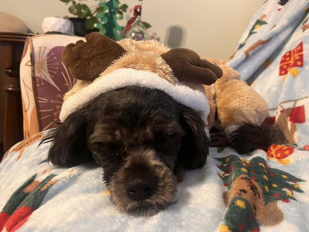 Myah, Adoptable, Adult Female Shih Tzu & Poodle.