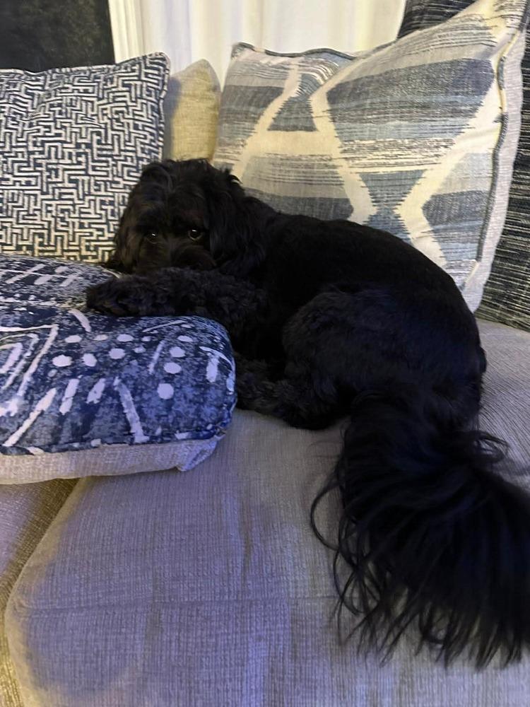 Enlarge Myah, a Adoptable mixed breed in Acworth, GA image 2/3