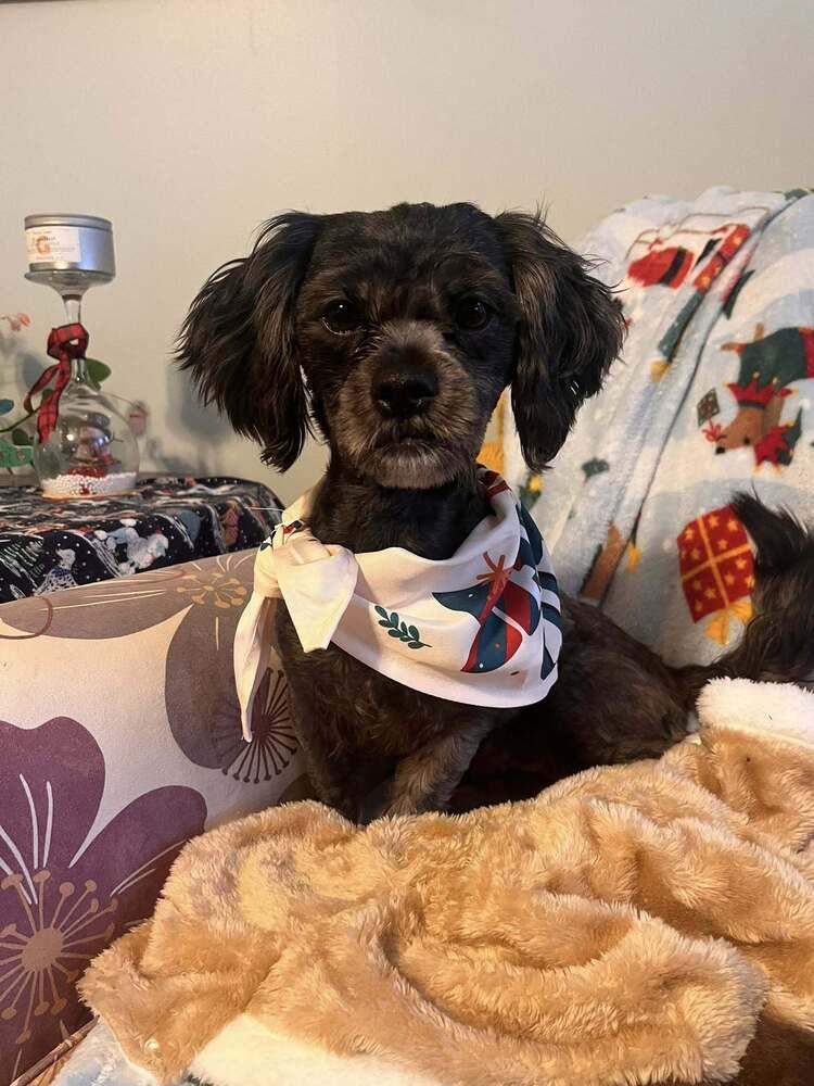 Enlarge Myah, a Adoptable mixed breed in Acworth, GA image 3/3