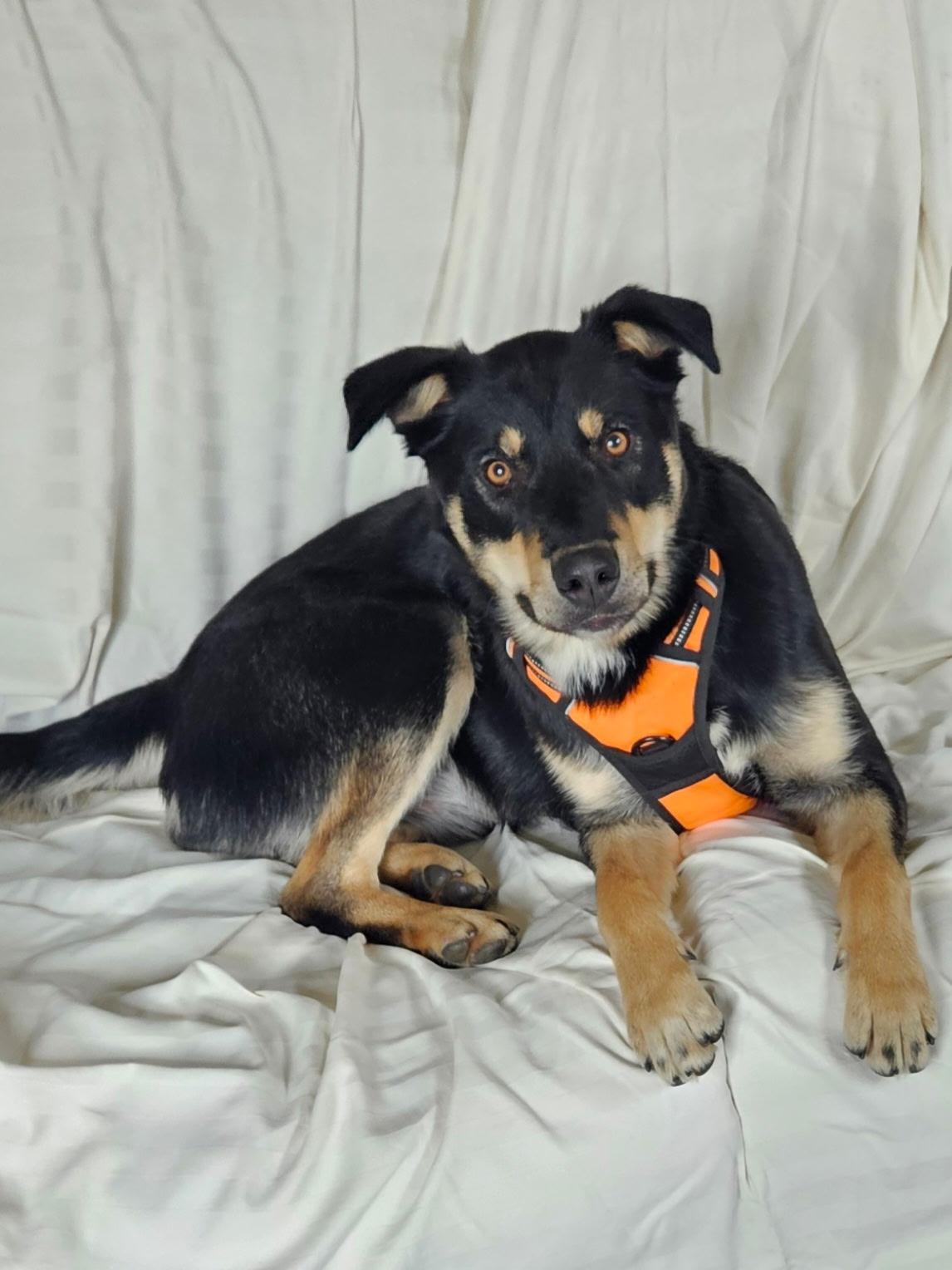 Corky, a Adoptable mixed breed in Kellogg, ID image 4/5