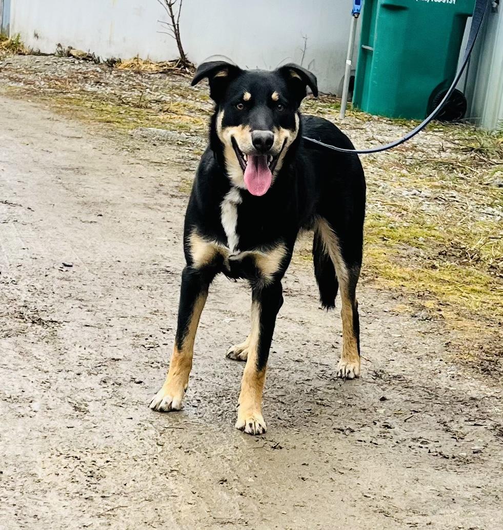 Corky, a Adoptable mixed breed in Kellogg, ID image 3/5
