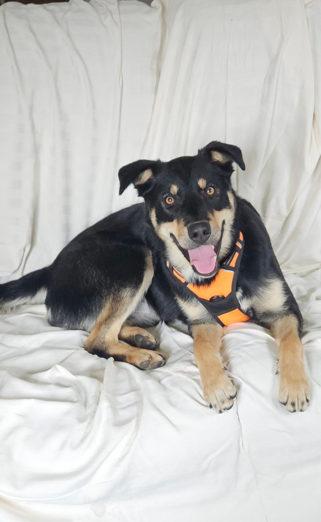 Corky, a Adoptable mixed breed in Kellogg, ID image 1/5
