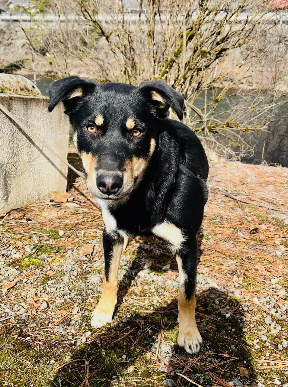 Corky, Adoptable, Young Male Shepherd.