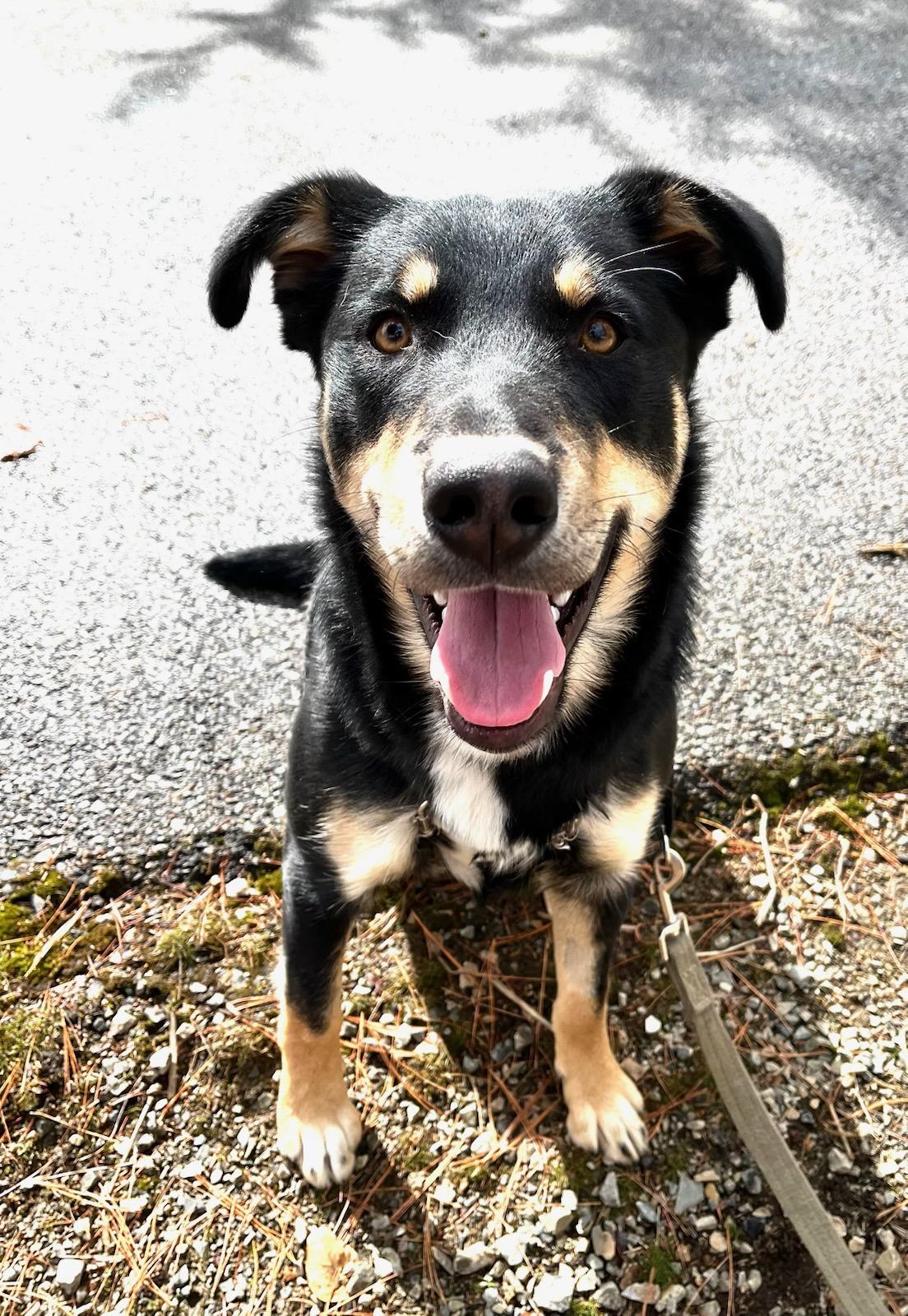 Corky, a Adoptable mixed breed in Kellogg, ID image 5/5