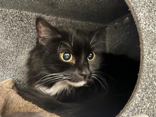 Enlarge OREO, a Adoptable Domestic Long Hair in Colorado Springs, CO image 1/1